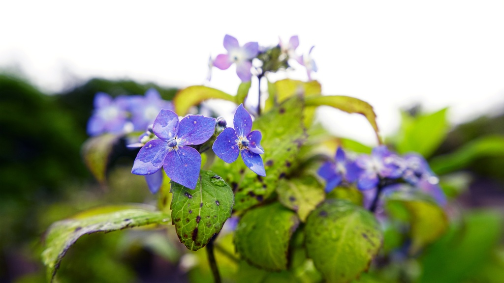 【アジサイの花】写真素材44枚セット・3840px or 6000px