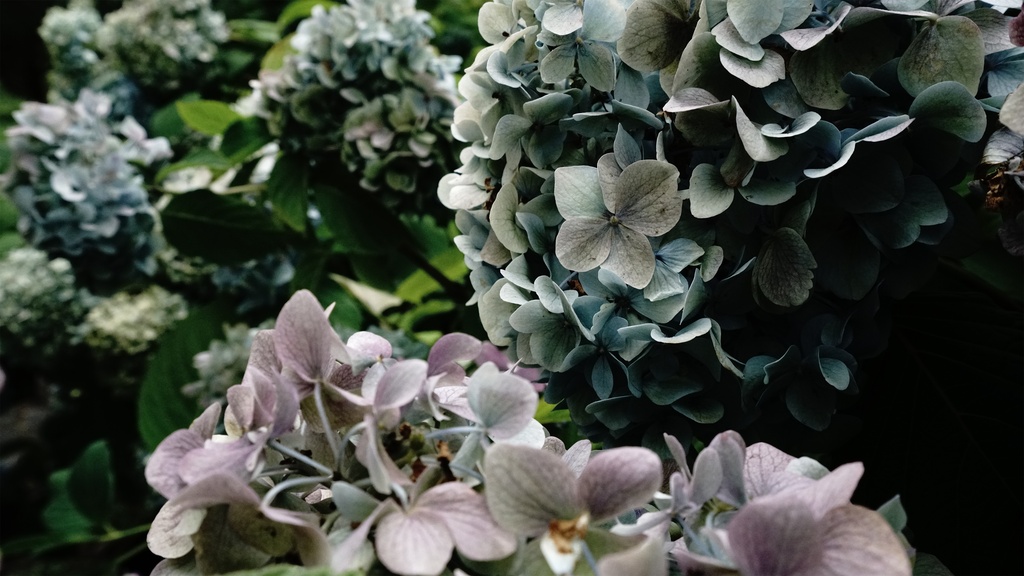 【アジサイの花】写真素材44枚セット・3840px or 6000px