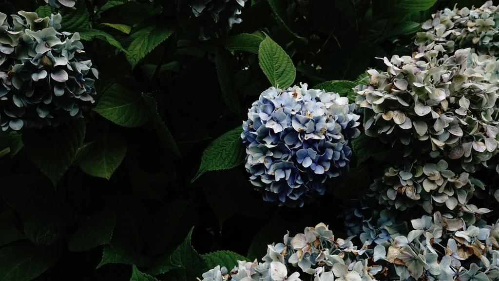【アジサイの花】写真素材44枚セット・3840px or 6000px