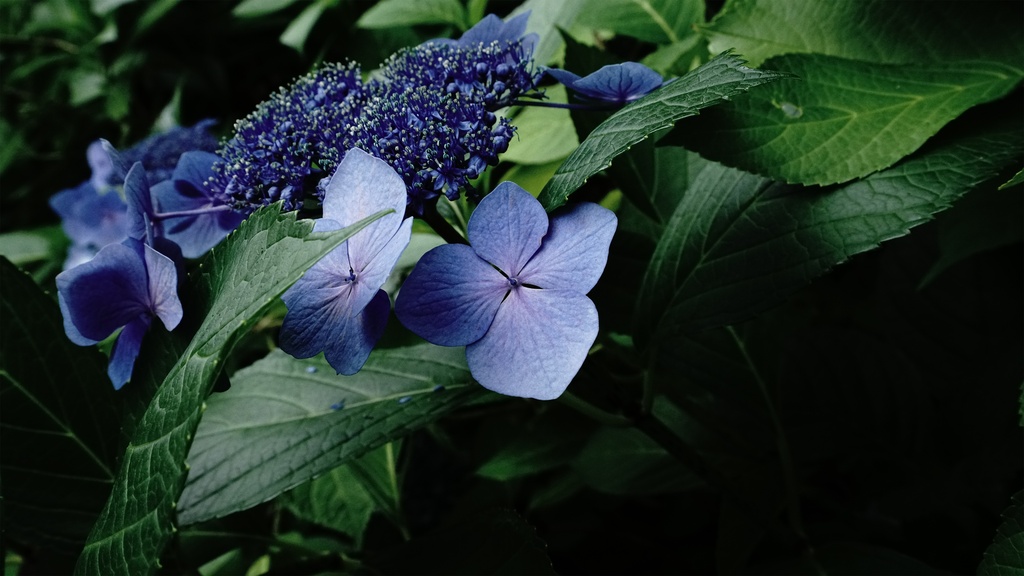 【アジサイの花】写真素材44枚セット・3840px or 6000px
