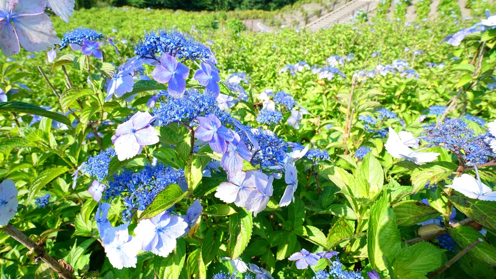 【アジサイの花】写真素材44枚セット・3840px or 6000px