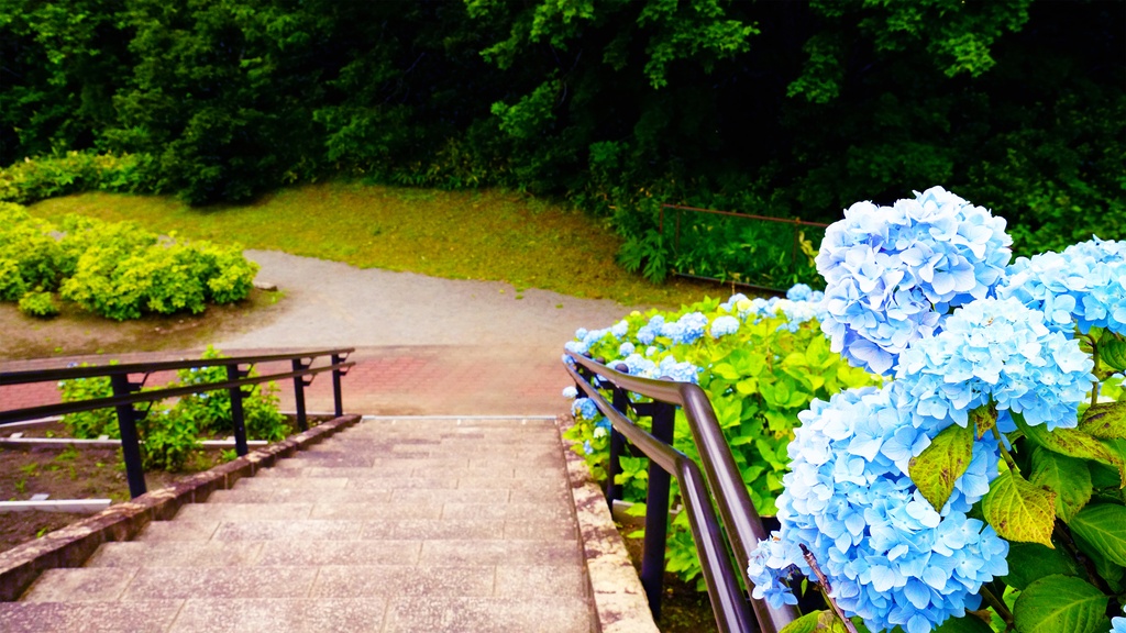【アジサイの花】写真素材44枚セット・3840px or 6000px