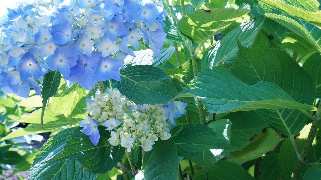 【アジサイの花】写真素材44枚セット・3840px or 6000px