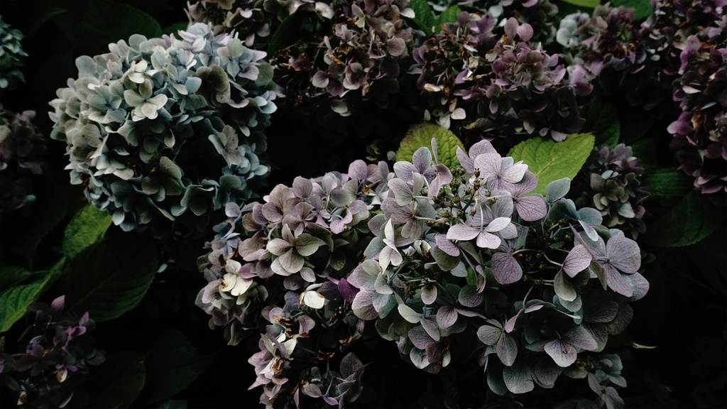 【アジサイの花】写真素材44枚セット・3840px or 6000px