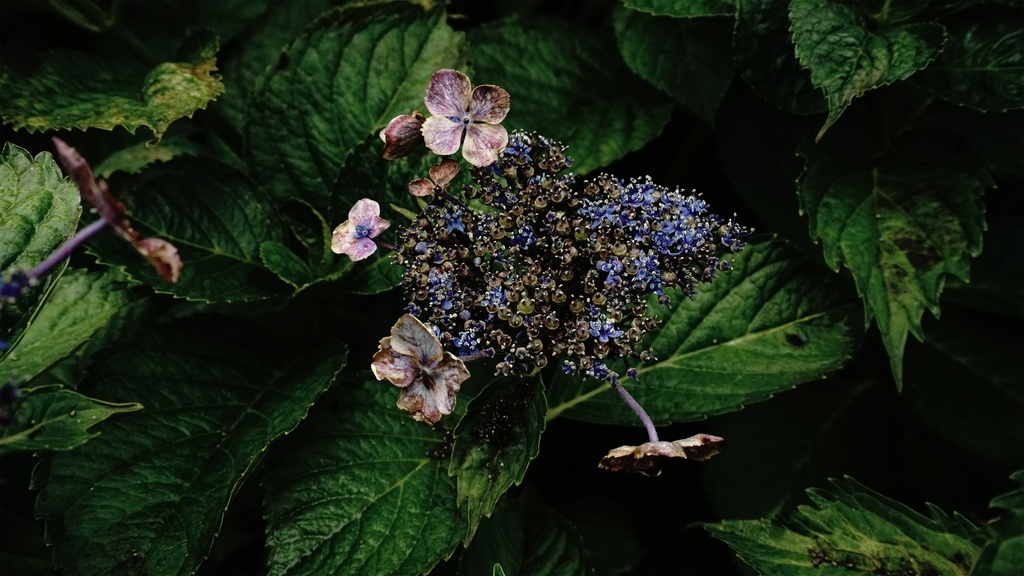 【アジサイの花】写真素材44枚セット・3840px or 6000px