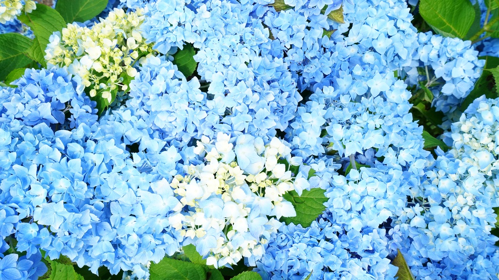 【アジサイの花】写真素材44枚セット・3840px or 6000px