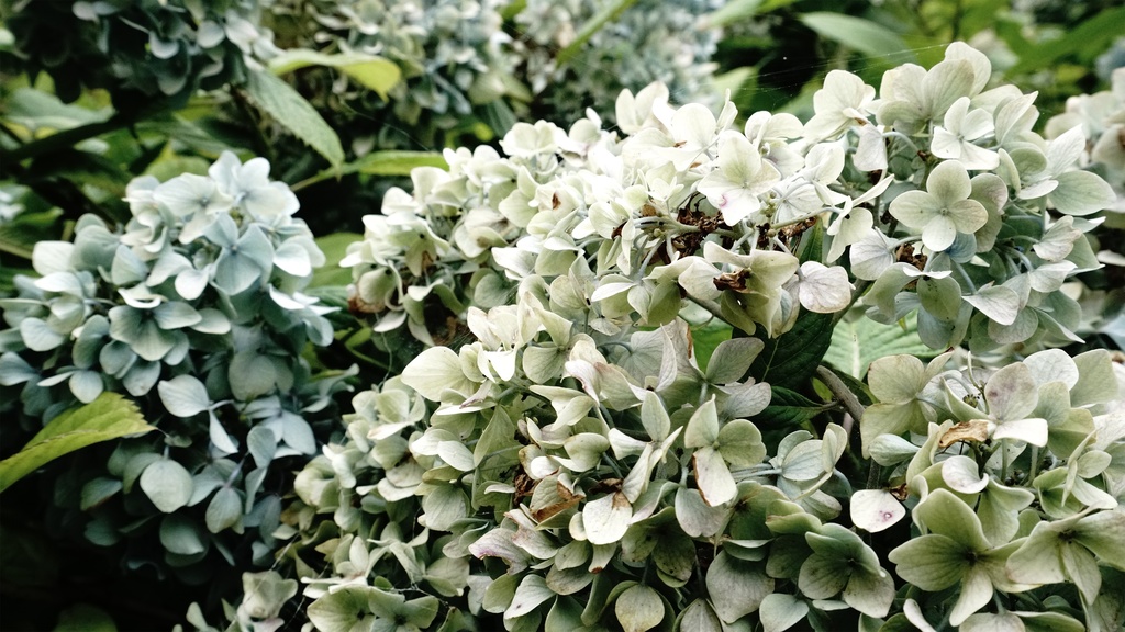 【アジサイの花】写真素材44枚セット・3840px or 6000px