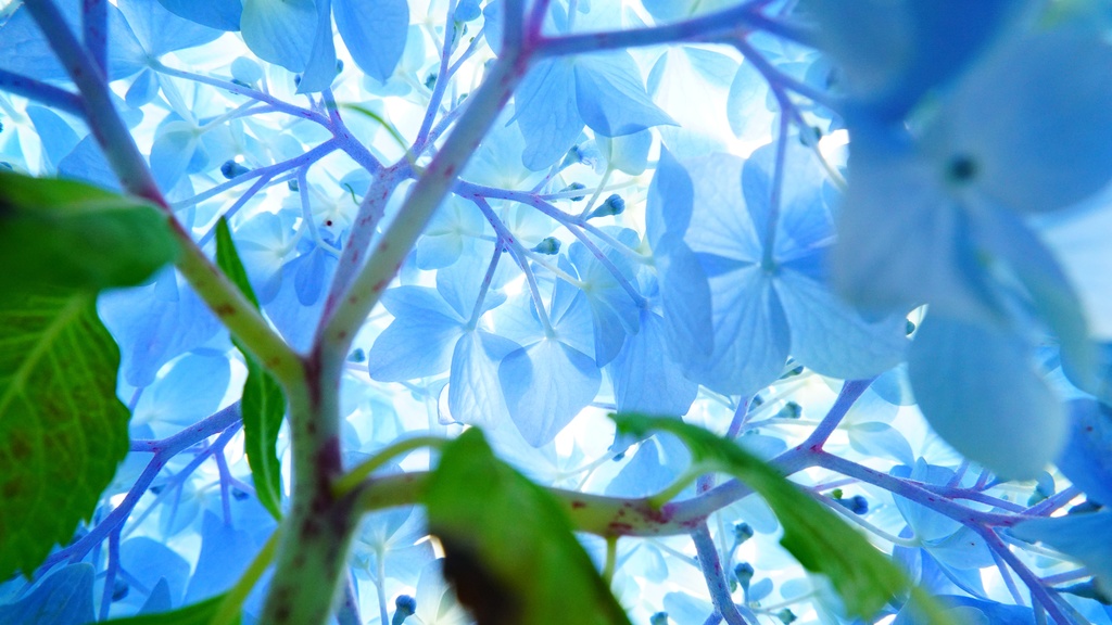 【写真素材集・アジサイの花】18枚セット・3840x2160px