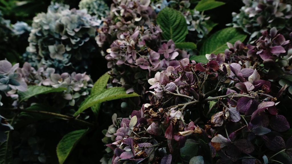 【アジサイの花】写真素材44枚セット・3840px or 6000px