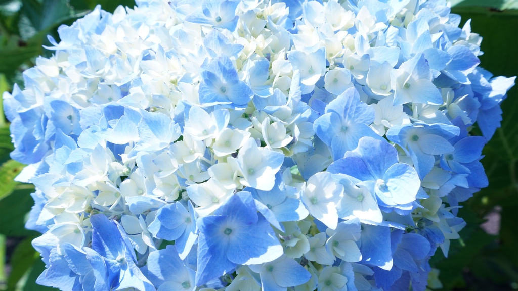【アジサイの花】写真素材44枚セット・3840px or 6000px