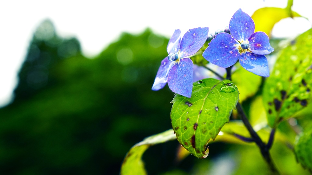 【写真素材集・綺麗な色々な花】45枚セット・3840x2160px【リニューアル】