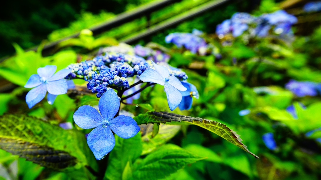 【写真素材集・綺麗な色々な花】45枚セット・3840x2160px【リニューアル】