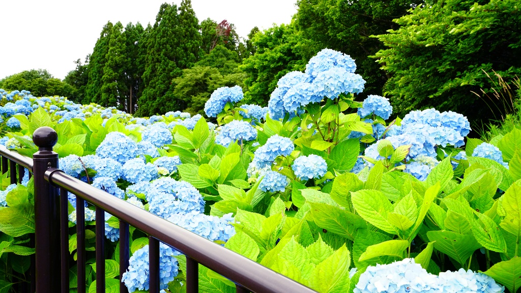 【写真素材集・綺麗な色々な花】45枚セット・3840x2160px【リニューアル】