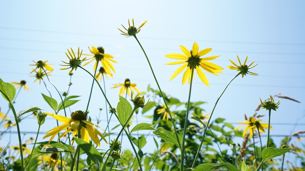 【写真素材集・綺麗な色々な花】45枚セット・3840x2160px【リニューアル】