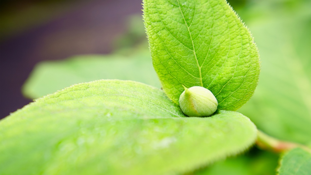 【写真素材集・綺麗な色々な花】45枚セット・3840x2160px【リニューアル】