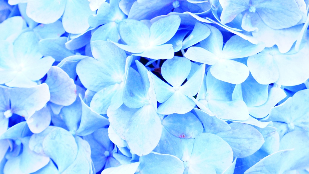 【写真素材集・綺麗な色々な花】45枚セット・3840x2160px【リニューアル】