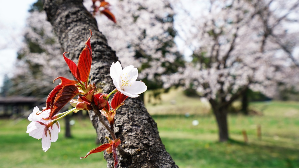 【写真素材集・綺麗な色々な花】45枚セット・3840x2160px【リニューアル】