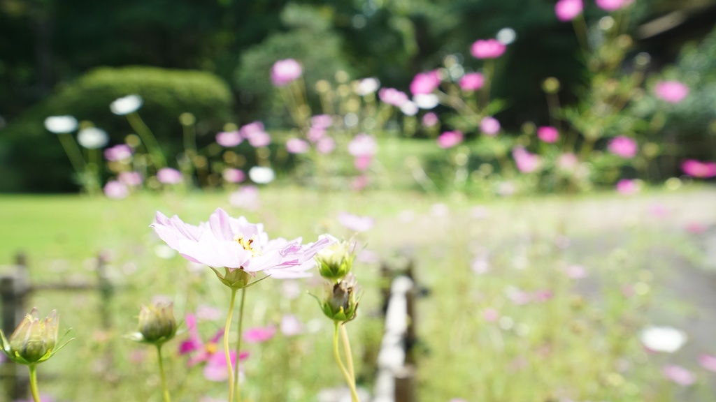 【写真素材集・綺麗な色々な花】45枚セット・3840x2160px【リニューアル】
