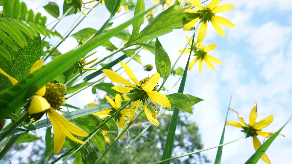 【写真素材集・綺麗な色々な花】45枚セット・3840x2160px【リニューアル】