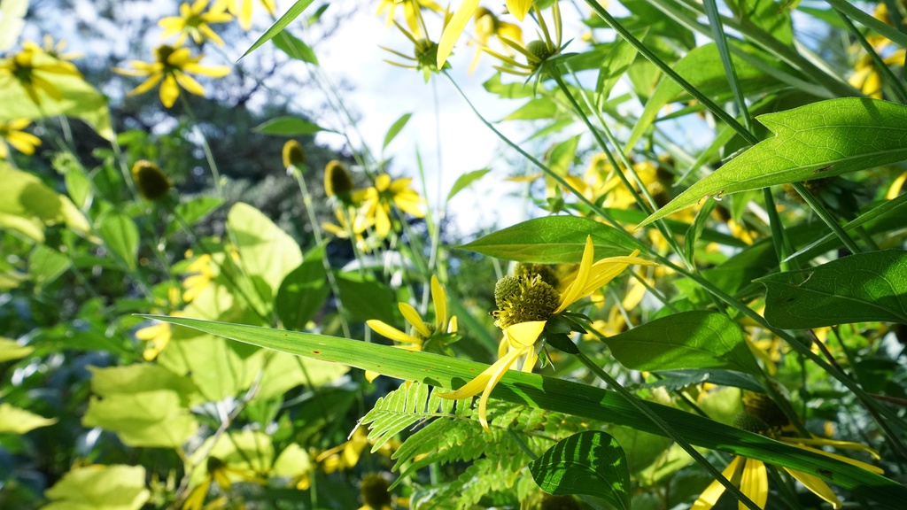 【写真素材集・綺麗な色々な花】45枚セット・3840x2160px【リニューアル】