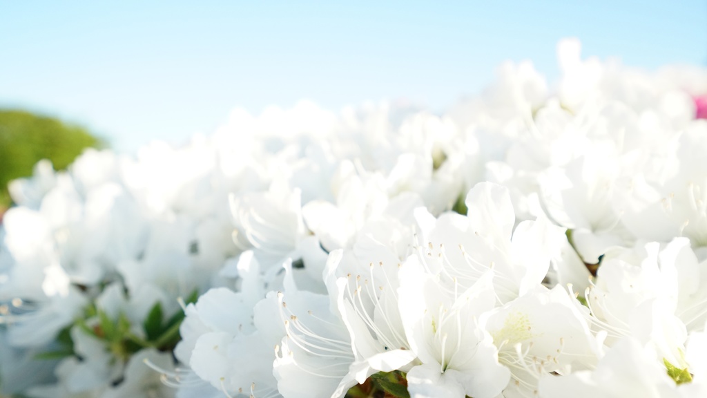 【写真素材集・綺麗な色々な花】45枚セット・3840x2160px【リニューアル】