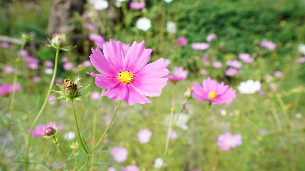 【写真素材集・綺麗な色々な花】45枚セット・3840x2160px【リニューアル】
