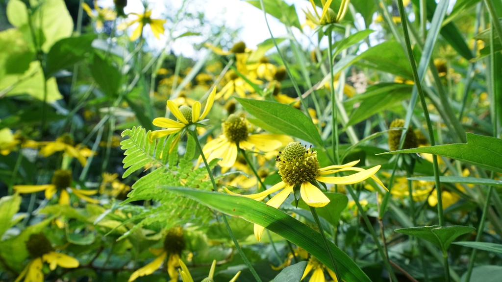 【写真素材集・綺麗な色々な花】45枚セット・3840x2160px【リニューアル】