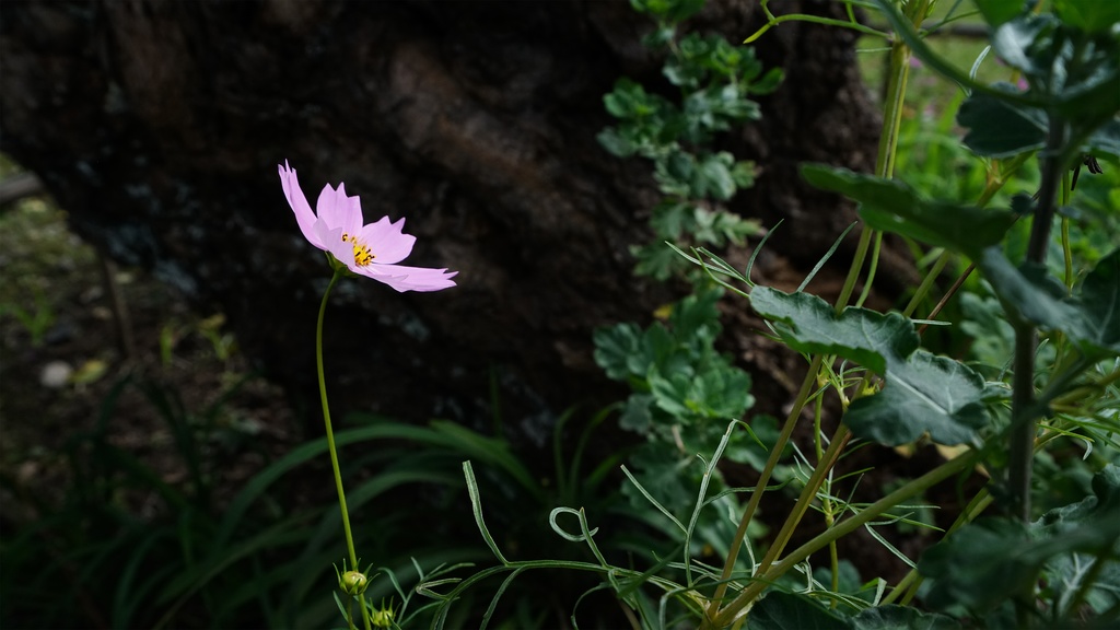 【写真素材集・綺麗な色々な花】45枚セット・3840x2160px【リニューアル】