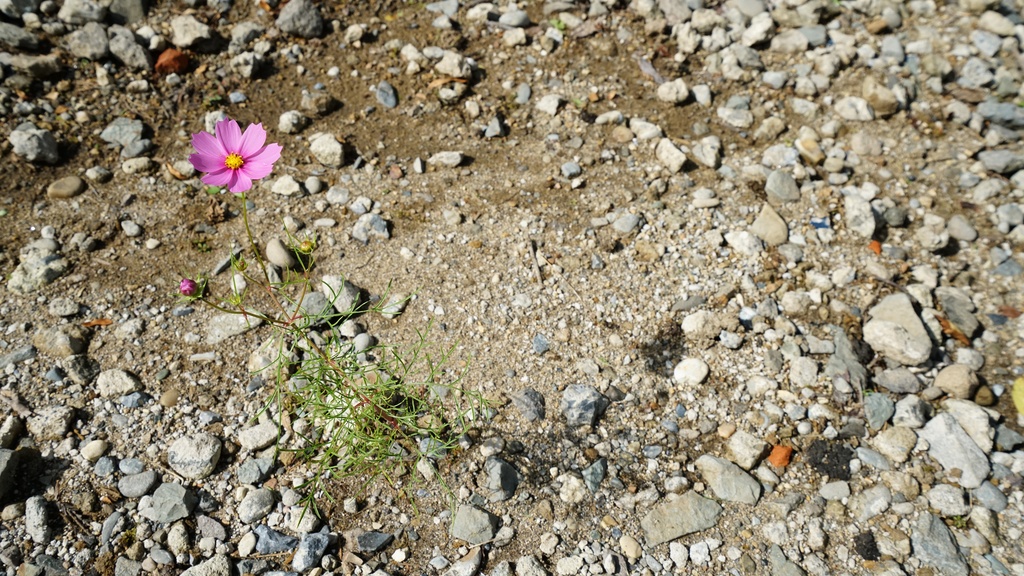 【写真素材集・綺麗な色々な花】45枚セット・3840x2160px【リニューアル】