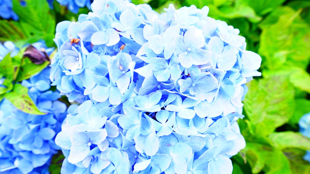 【写真素材集・綺麗な色々な花】45枚セット・3840x2160px【リニューアル】