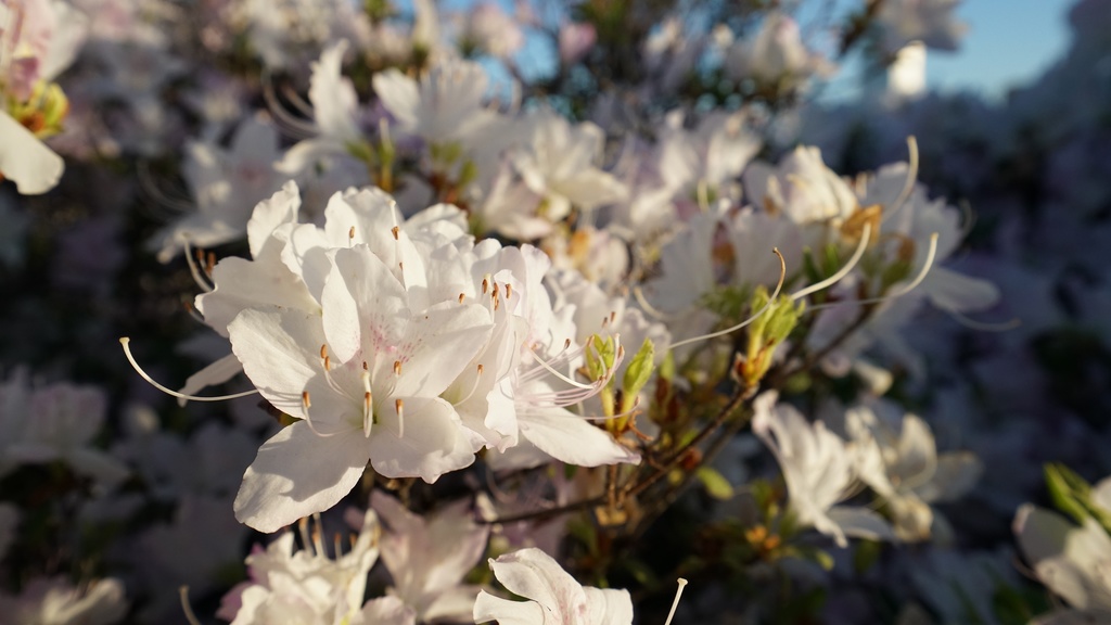 【写真素材集・綺麗な色々な花】45枚セット・3840x2160px【リニューアル】