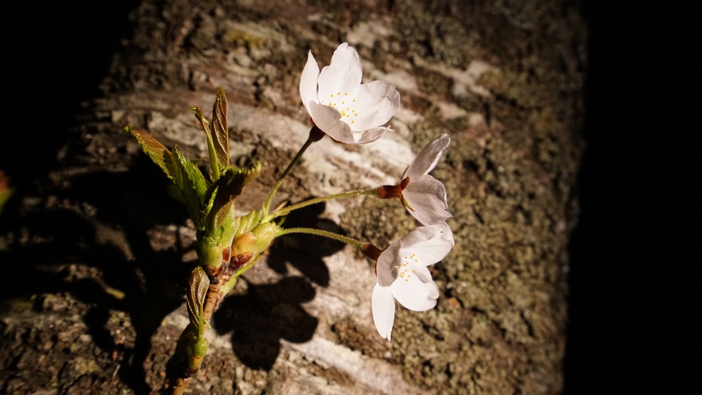 【写真素材集・綺麗な色々な花】45枚セット・3840x2160px【リニューアル】