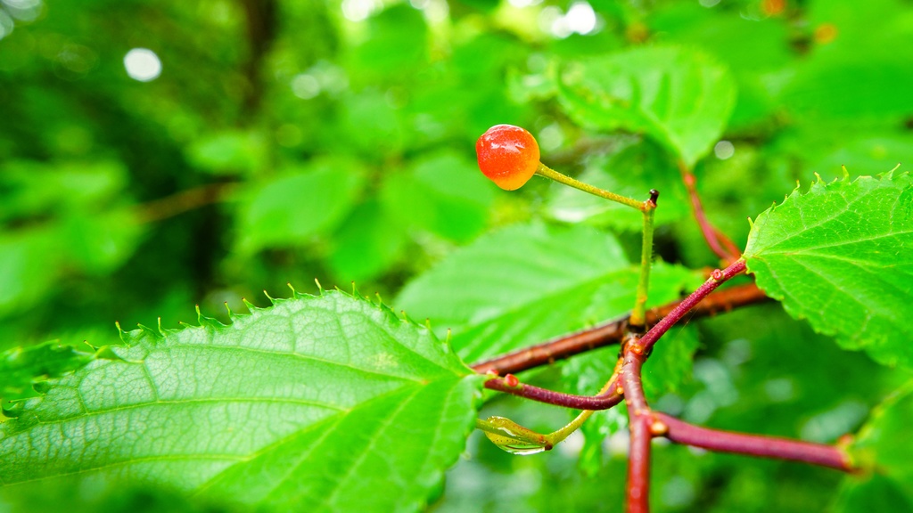 【写真素材集・綺麗な色々な花】45枚セット・3840x2160px【リニューアル】