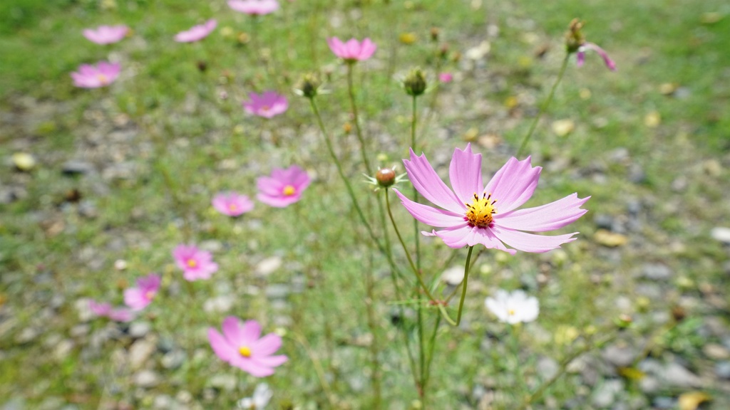 【写真素材集・綺麗な色々な花】45枚セット・3840x2160px【リニューアル】