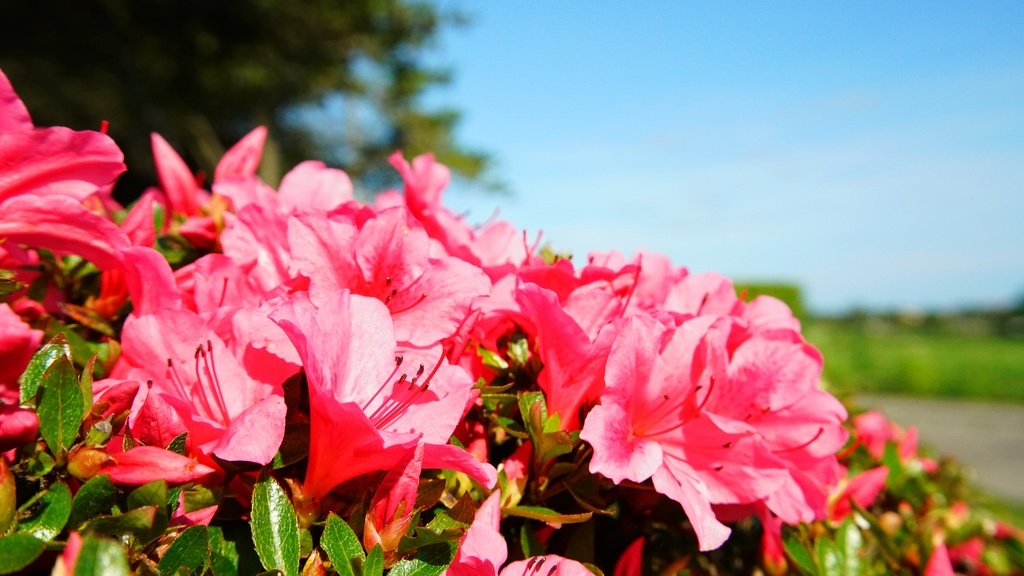 【写真素材集・綺麗な色々な花】45枚セット・3840x2160px【リニューアル】