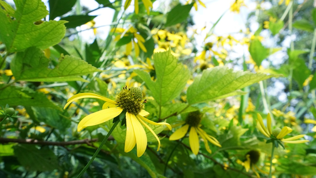 【写真素材集・綺麗な色々な花】45枚セット・3840x2160px【リニューアル】