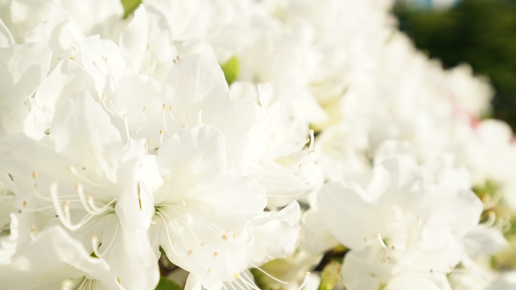 【写真素材集・綺麗な色々な花】45枚セット・3840x2160px【リニューアル】