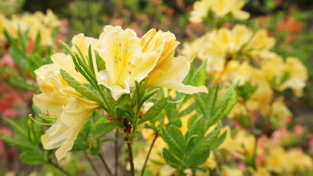 【写真素材集・綺麗な色々な花】45枚セット・3840x2160px【リニューアル】