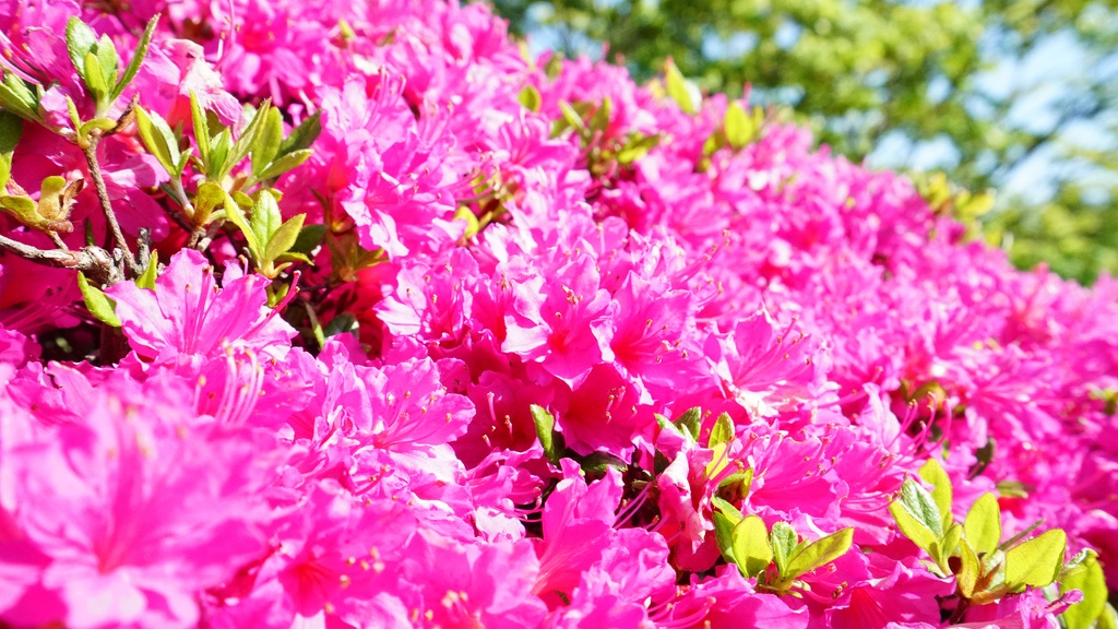 【写真素材集・綺麗な色々な花】45枚セット・3840x2160px【リニューアル】