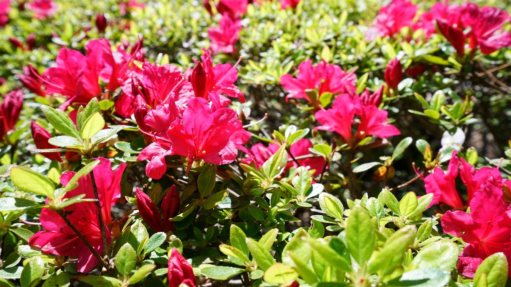 【写真素材集・綺麗な色々な花】45枚セット・3840x2160px【リニューアル】