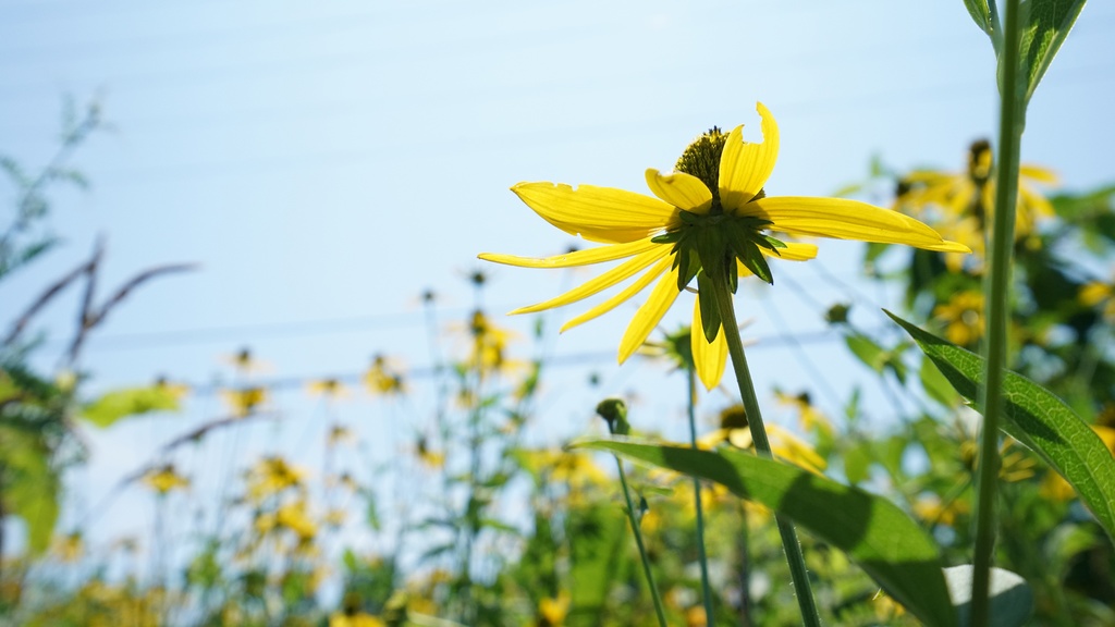 【写真素材集・綺麗な色々な花】45枚セット・3840x2160px【リニューアル】