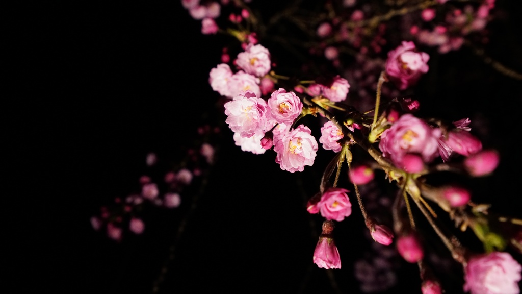 【写真素材集・綺麗な色々な花】45枚セット・3840x2160px【リニューアル】