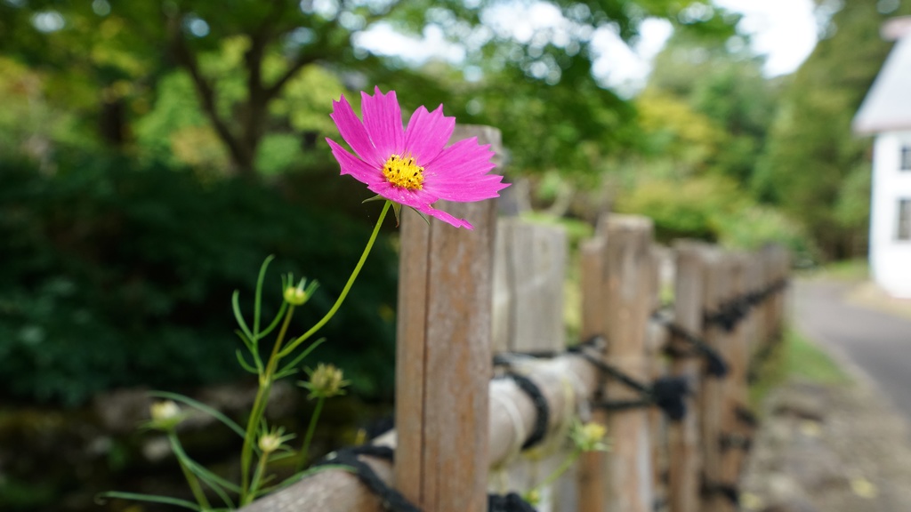 【写真素材集・綺麗な色々な花】45枚セット・3840x2160px【リニューアル】