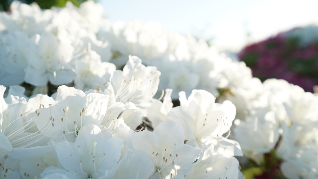 【写真素材集・綺麗な色々な花】45枚セット・3840x2160px【リニューアル】