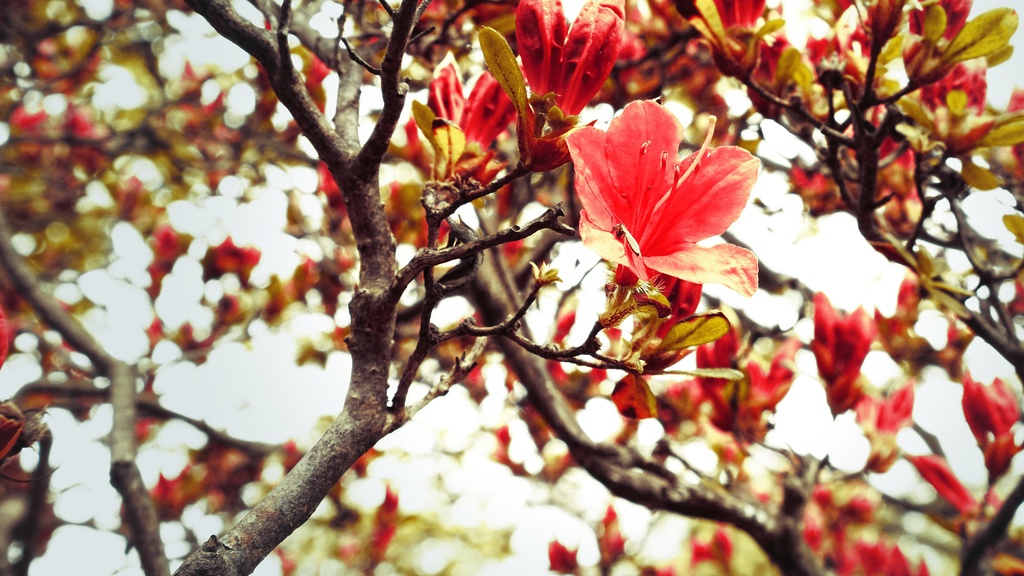 【写真素材集・綺麗な色々な花】45枚セット・3840x2160px【リニューアル】