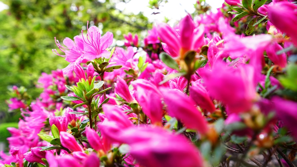 【写真素材集・綺麗な色々な花】45枚セット・3840x2160px【リニューアル】