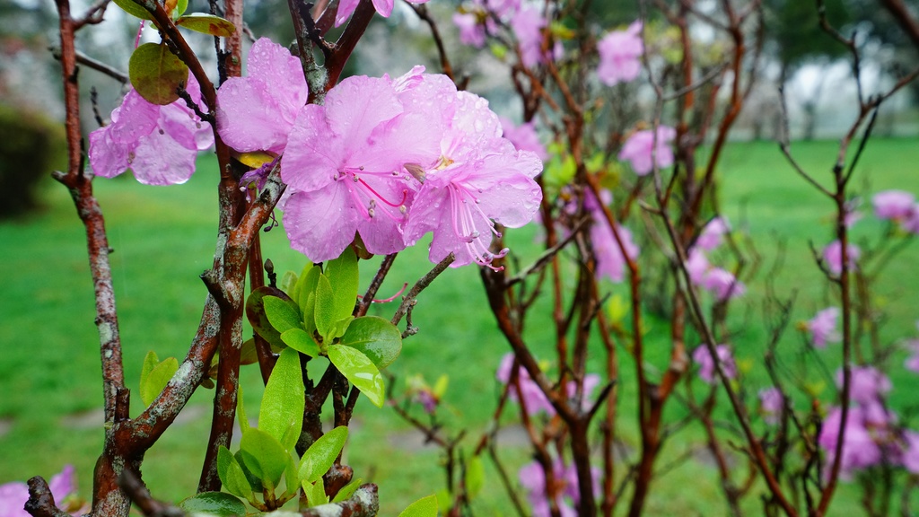【写真素材集・綺麗な色々な花】45枚セット・3840x2160px【リニューアル】