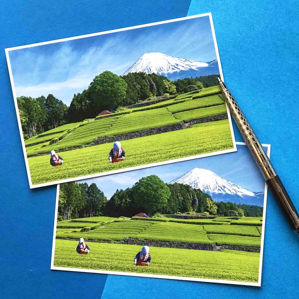 ポストカード 富士山と茶摘み