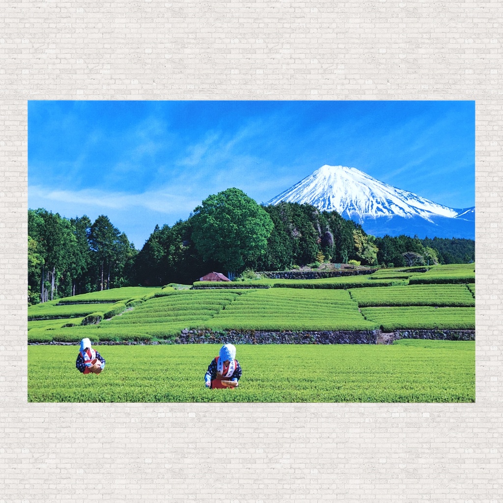 ポストカード　富士山と茶摘み