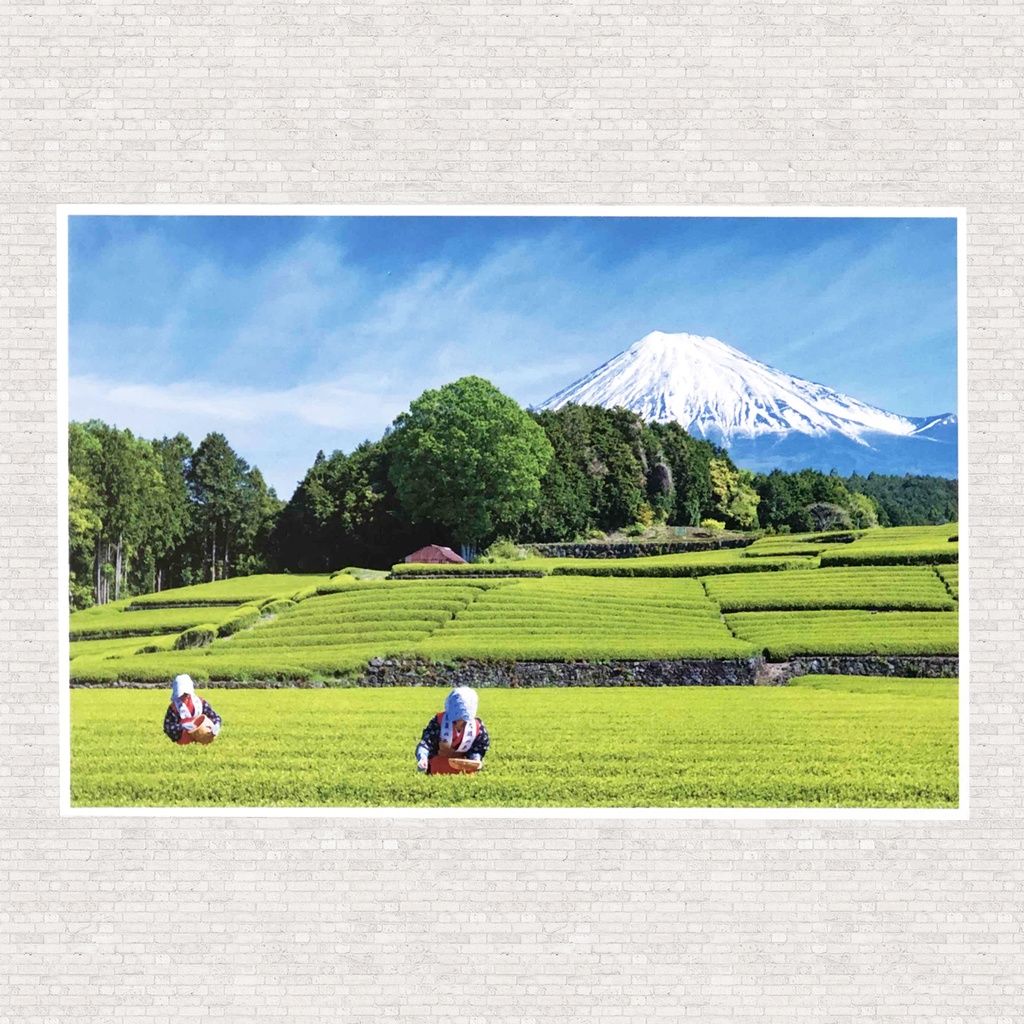 ポストカード 富士山と茶摘み